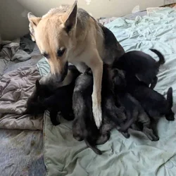 AKC German Shepherd puppies