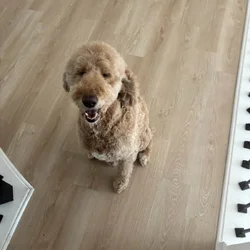 Dog for sale