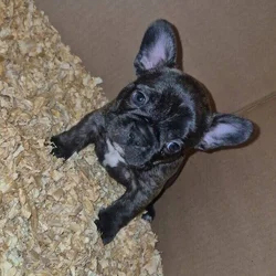 French Bulldog puppies