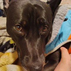 My dog Max