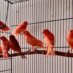 Red Factor Canaries for Sale