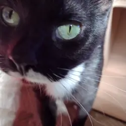 Cooper - Super Sweet 1 year old Deaf Male Cat
