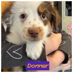 Donner ASDR