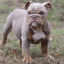 English bulldog puppies