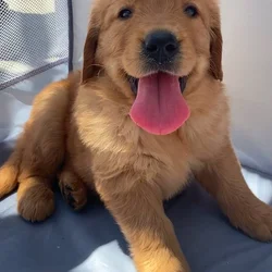Golden Retriever puppy