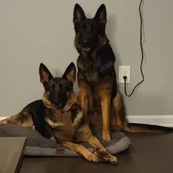 male german shepherd