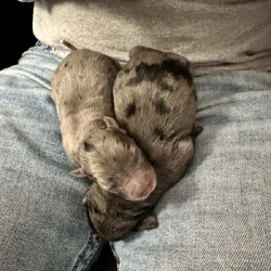 Puppies For Sale