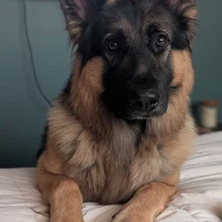 Male German Shepherd