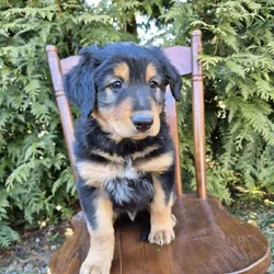 English Shepherd Puppy Toby