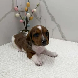 Dachshund male