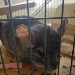 Chinchillas, Max and Picky, bonded, hand raised
