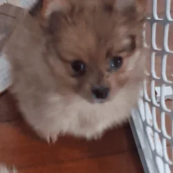 Pomeranian puppy Emma