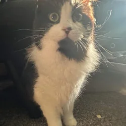Sweet boy looking for a home.