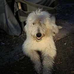 Pyredoodle