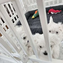 Purebred Registered Teacup/Toy Malteses