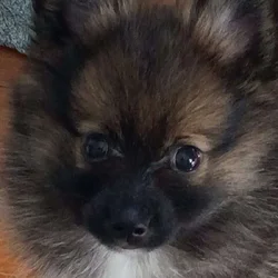 Alfie the Pomeranian