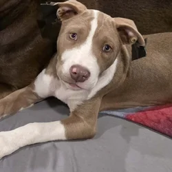 6 month old female bulldog/bully XL