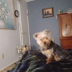 Yorkie shih Tzu for sale