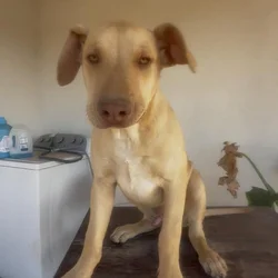Puppy 2