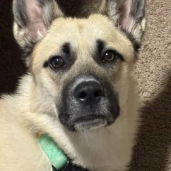 German Shepsky For Sale (negotiable)