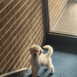 Golden Doodle Pup