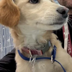 Beautiful female Puppy