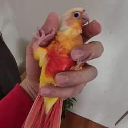 Conure