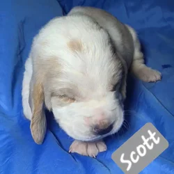 Scott- male baby basset hound