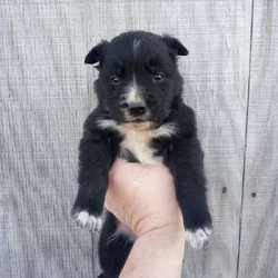 Border collie golden Retriever mix puppies