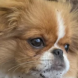 AKC Japanese Chin puppies in Hawaii