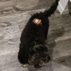 Cavapoo