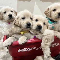 Golden Retrievers puppies