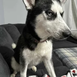 Great dogs needing home due to family change