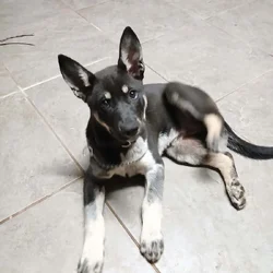 German Shepherd/ Husky Mix