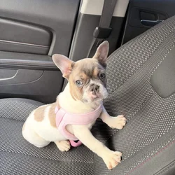 French Puppy Bulldog