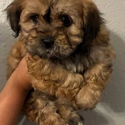 Maltipoo needs a home