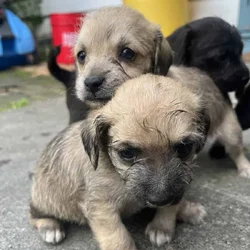Dog for free