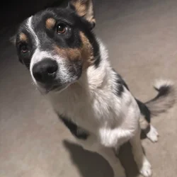 Friendly pup for adoption