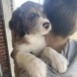 Boy Merle Aussiedoodle Puppy