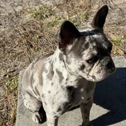 AKC Miniature Frenchie