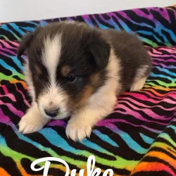 Dukee
