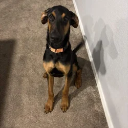 Re-homing my dog