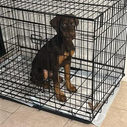 8 month Doberman