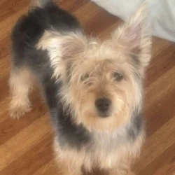 7month Male Yorkie puppy