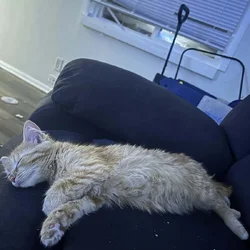 9 month old cat