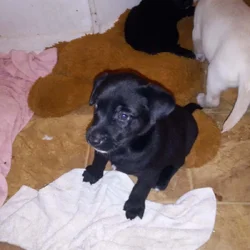 Free puppies