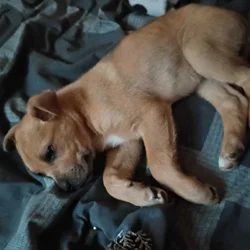 German Shepherd/pitbul