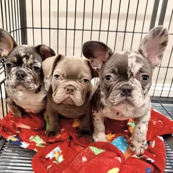 Healthy French Puppies Ready Now