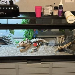 Adolescent bearded dragon with everything!