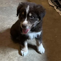Australian Shepherd Puppies